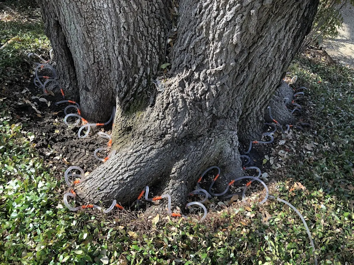 Detailed Tree Cabling and Bracing job site in Platinum
